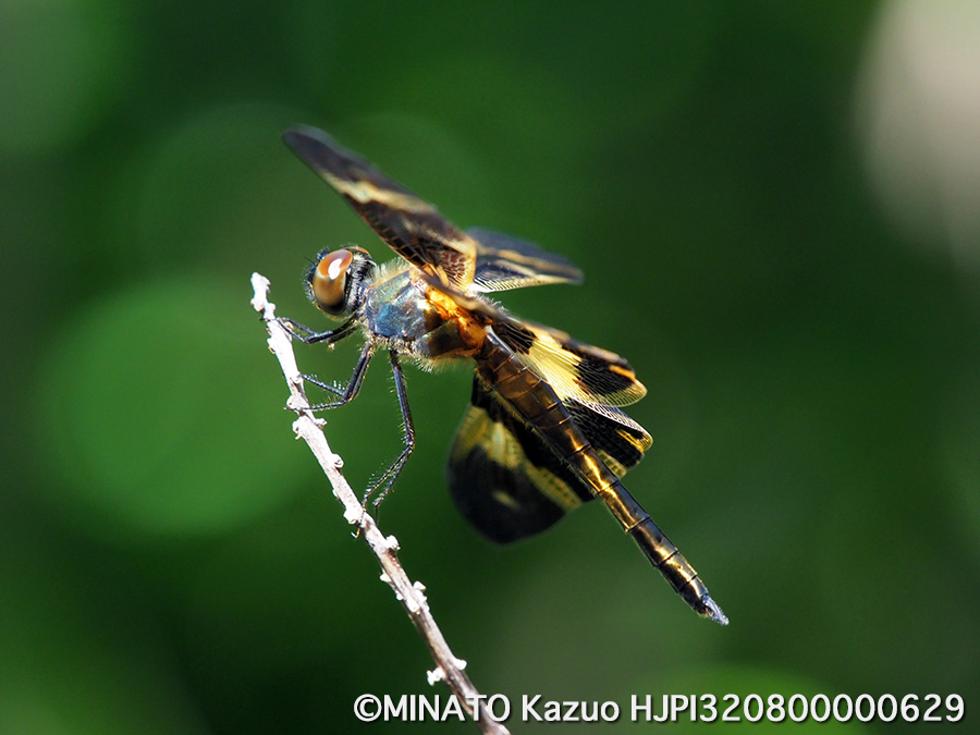 オキナワチョウトンボ