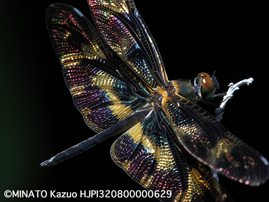 オキナワチョウトンボ