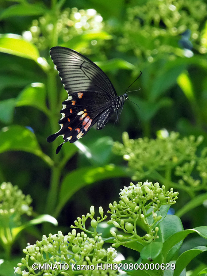 シロオビアゲハII型