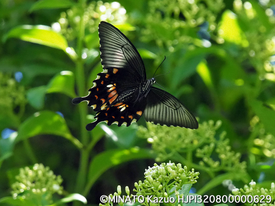 シロオビアゲハII型