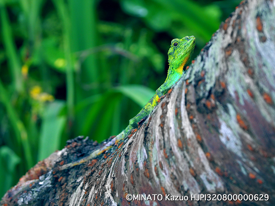 オキナワキノボリトカゲ