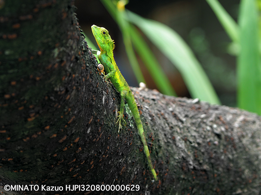 オキナワキノボリトカゲ