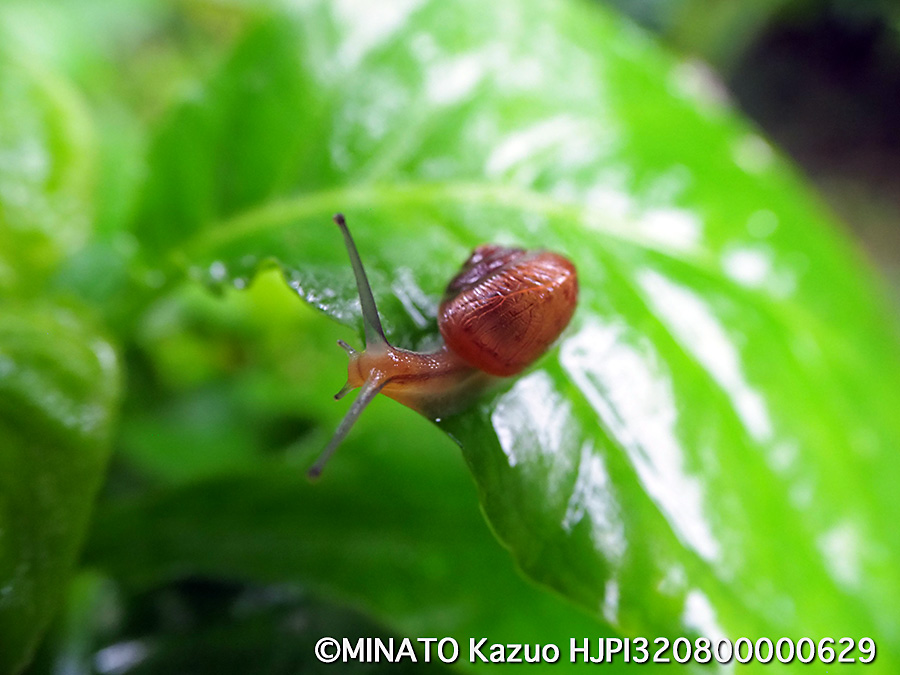 ウスカワマイマイ(100mm)