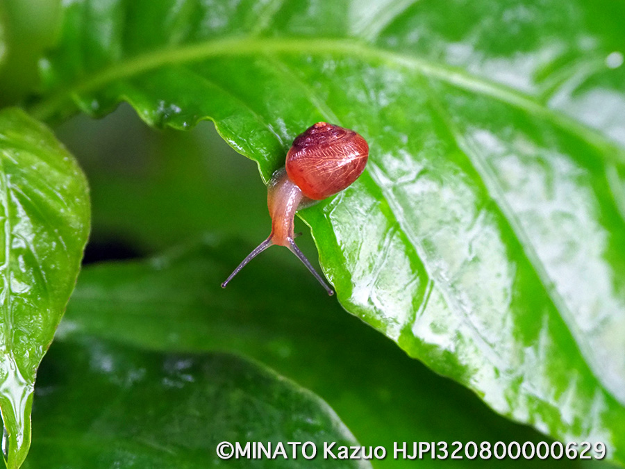 ウスカワマイマイ(12mm)