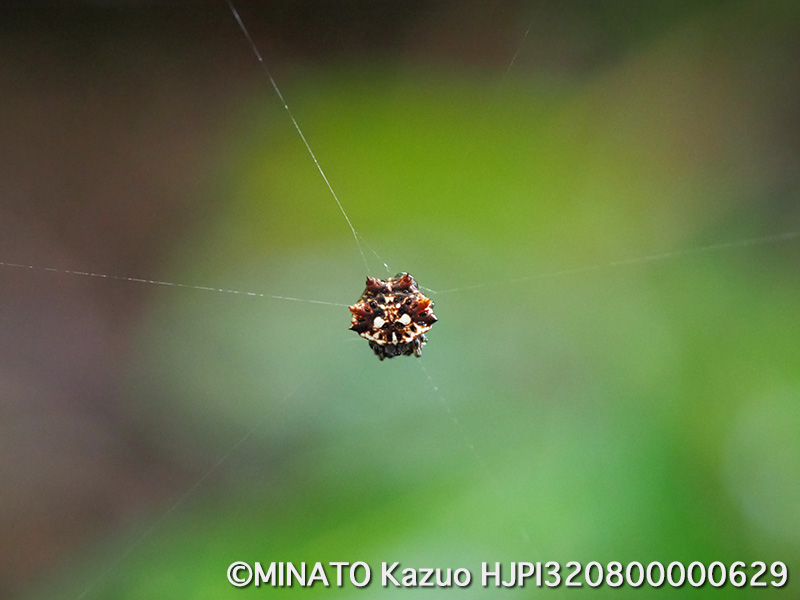 チブサトゲグモ(100mm）