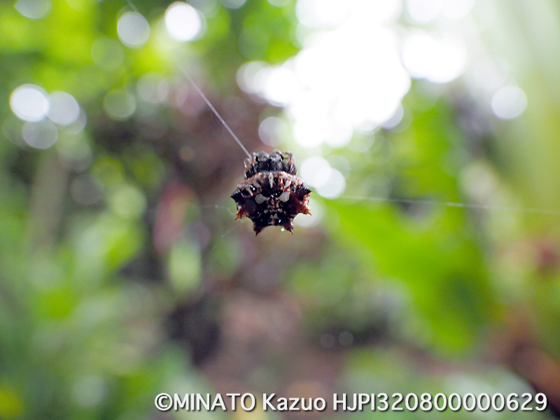 チブサトゲグモ(12mm)