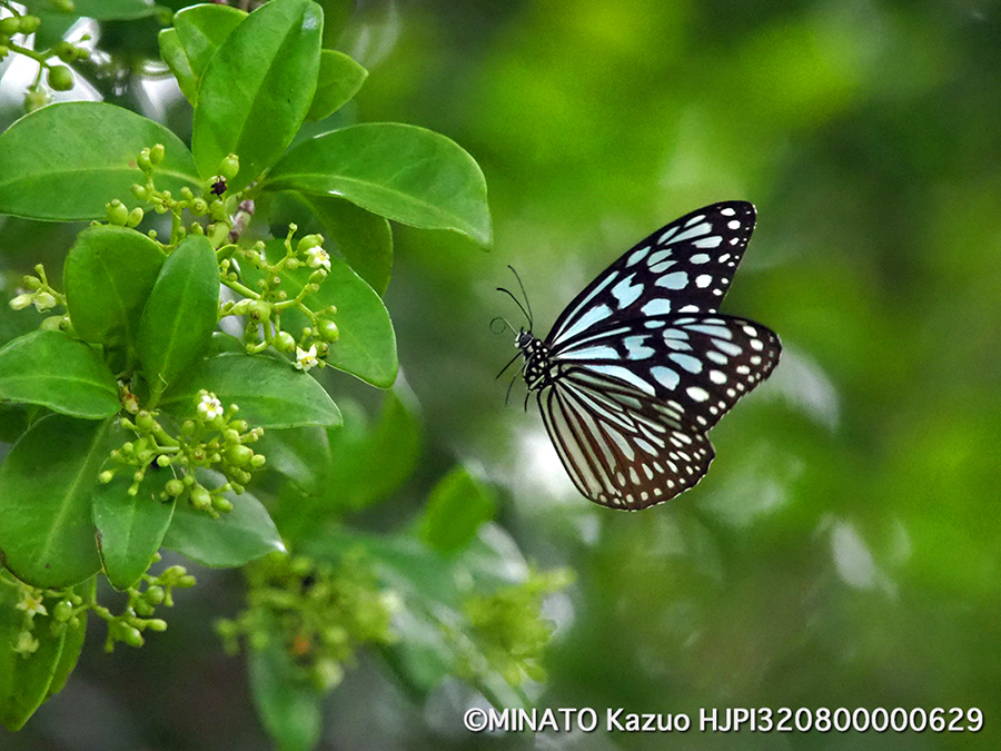 リュウキュウアサギマダラ
