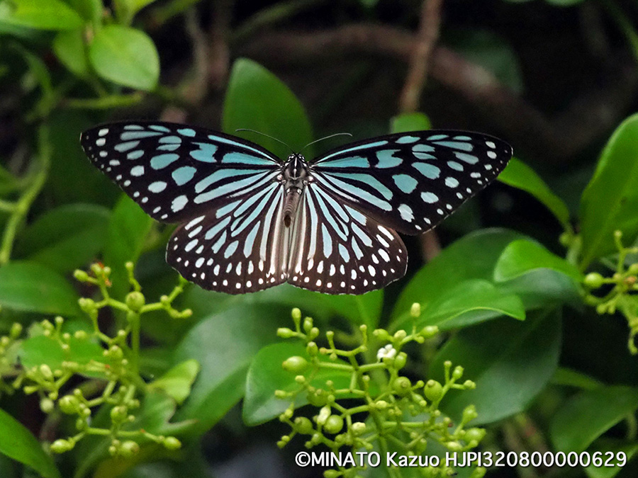 リュウキュウアサギマダラ