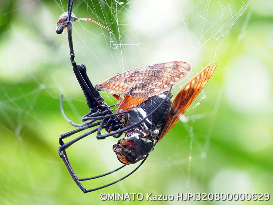 オオジョロウグモ