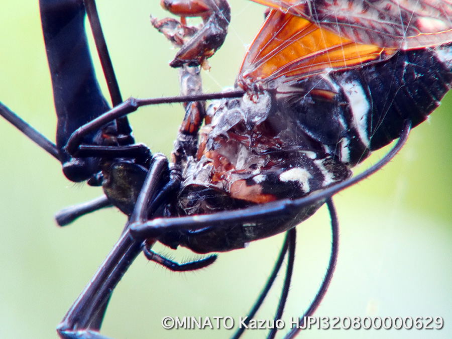 オオジョロウグモ