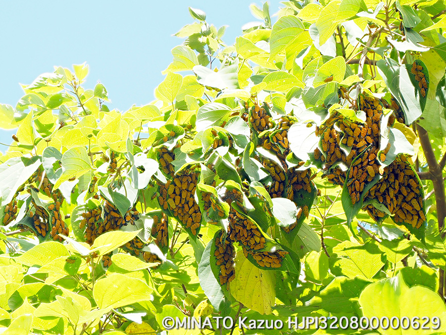 アカギカメムシ