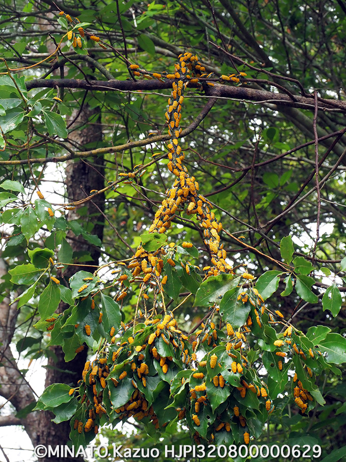 アカギカメムシ