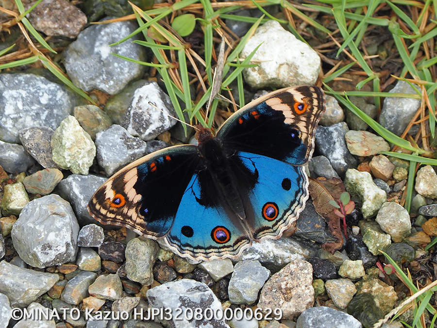 アオタテハモドキ雄（デジタルテレコン）