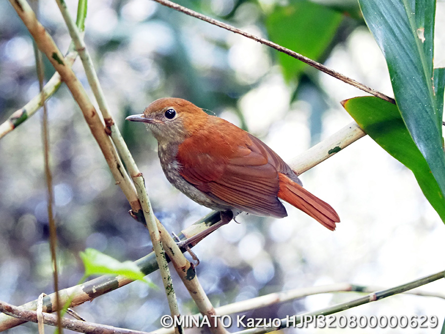 ホントウアカヒゲ幼鳥