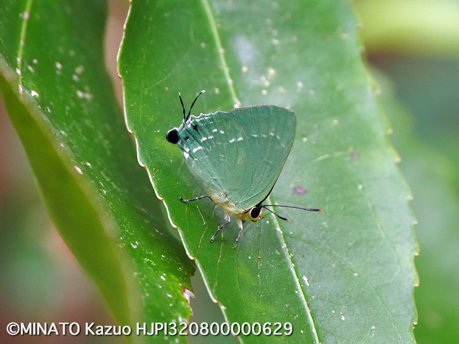 イワカワシジミ