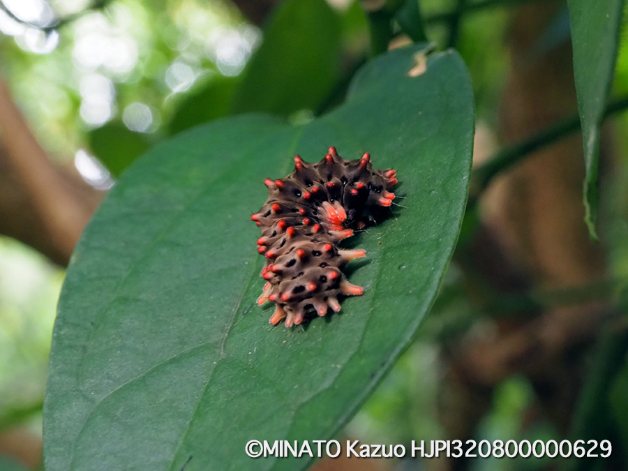 クロツバメ幼虫
