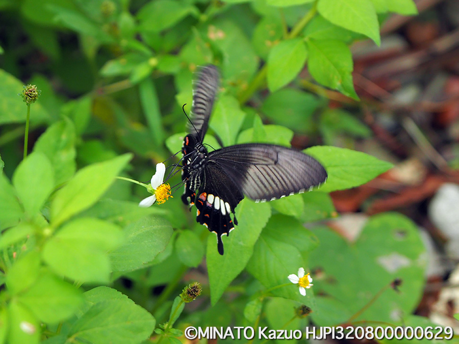 シロオビアゲハII型