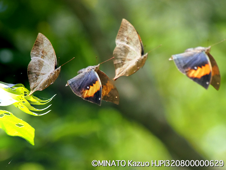 コノハチョウ(4カット合成）