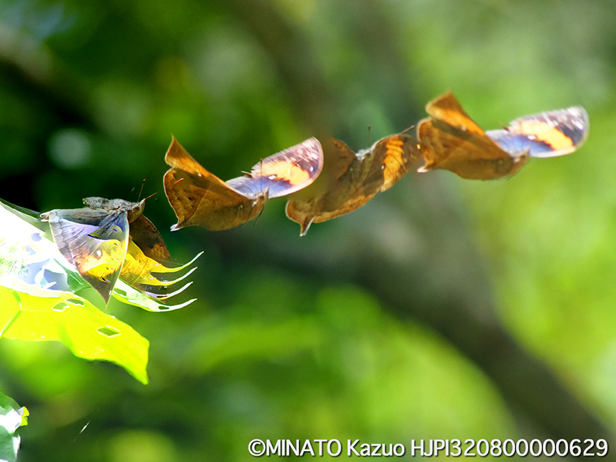 コノハチョウ(4カット合成）