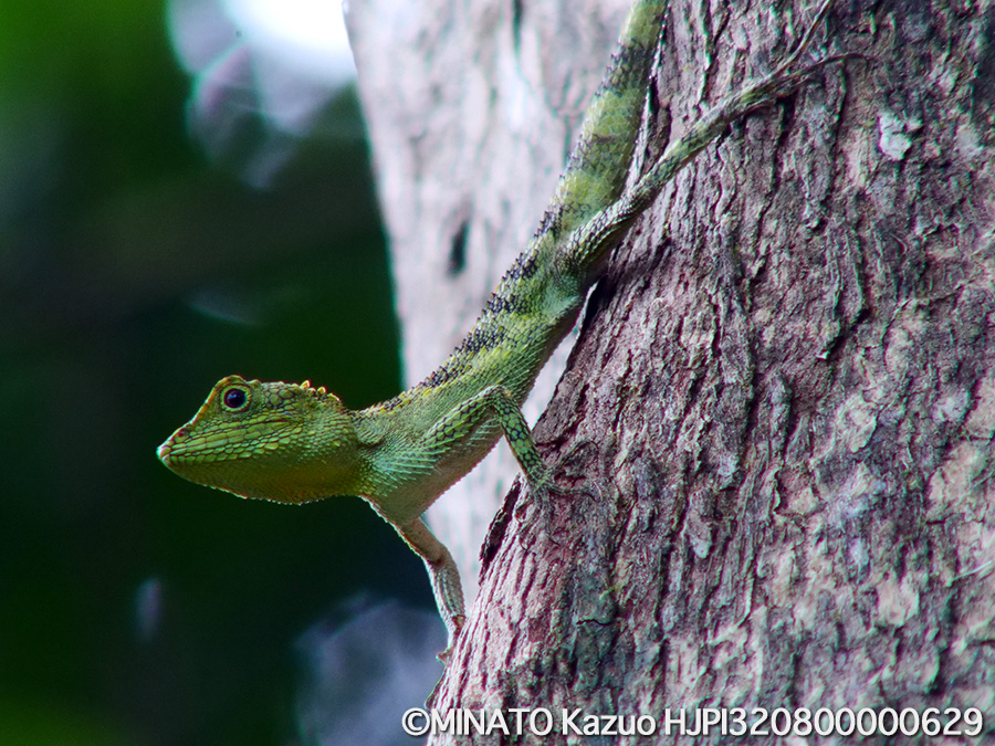 オキナワキノボリトカゲ