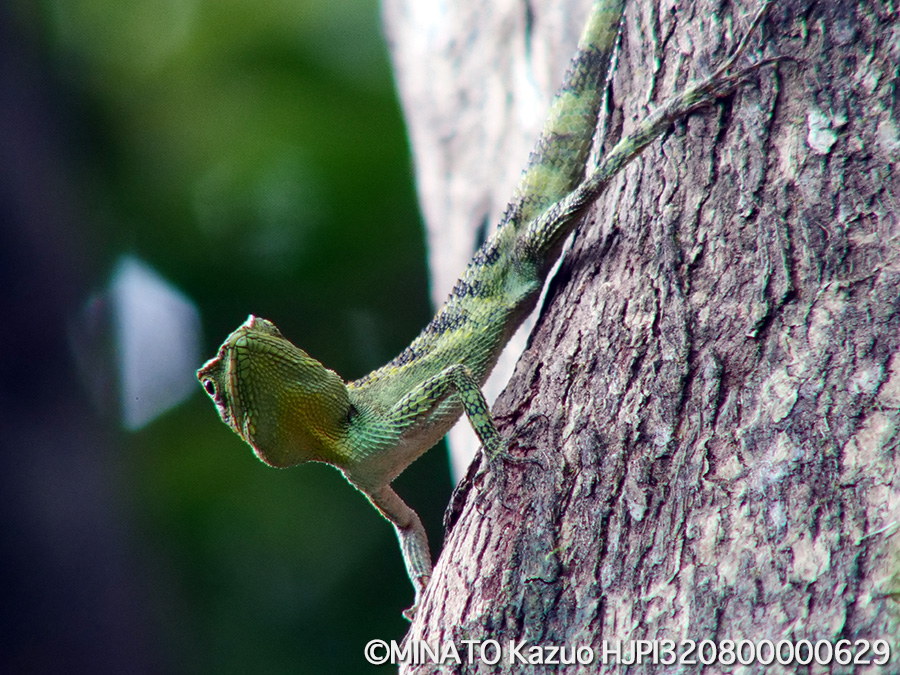 オキナワキノボリトカゲ