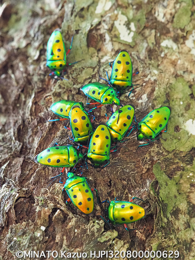 ナナホシキンカメムシ