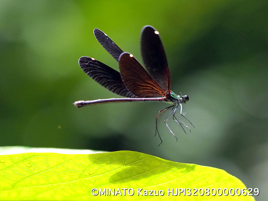 リュウキュウハグロトンボ雌