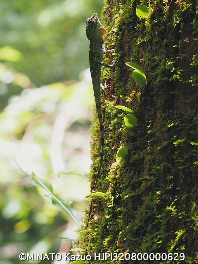 オキナワキノボリトカゲ