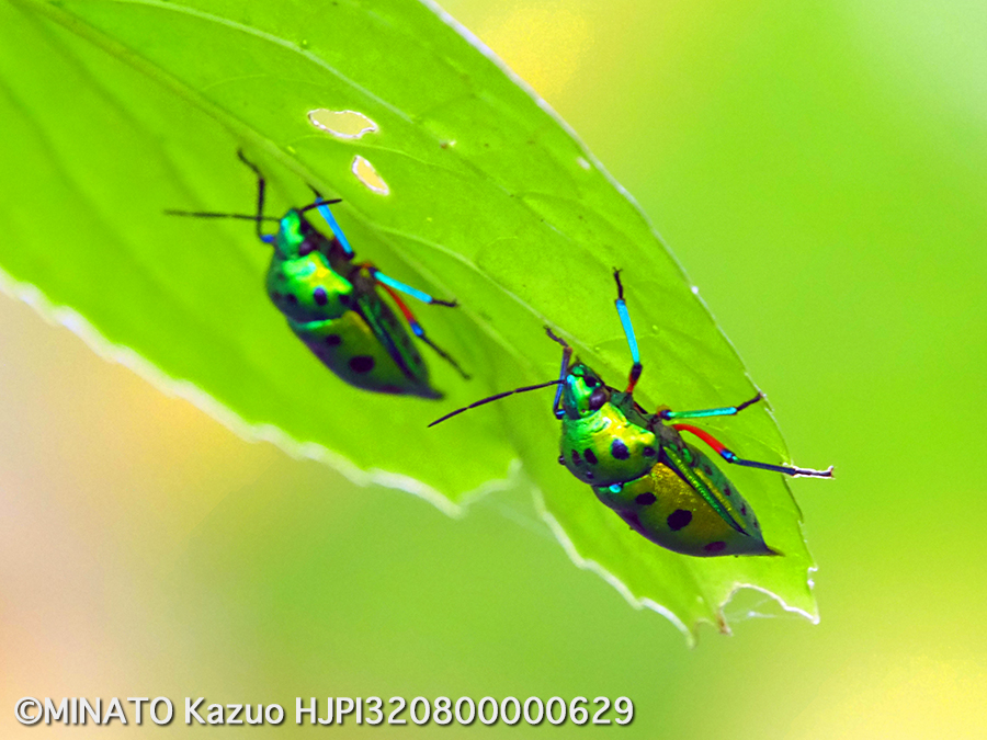 ナナホシキンカメムシ