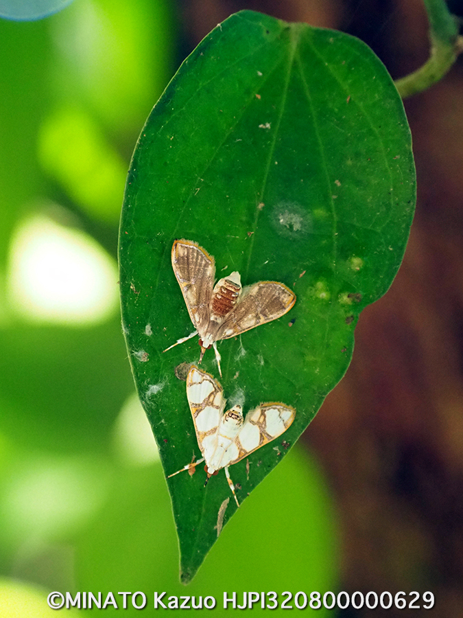 コウセンポシロノメイガ