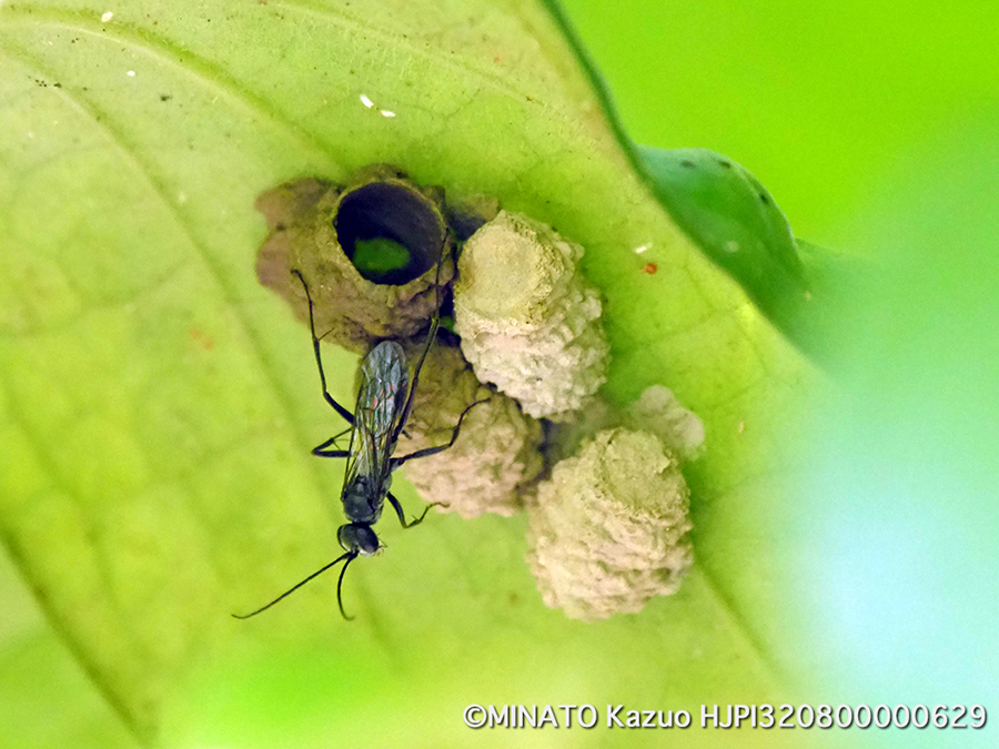 ドロバチの一種？