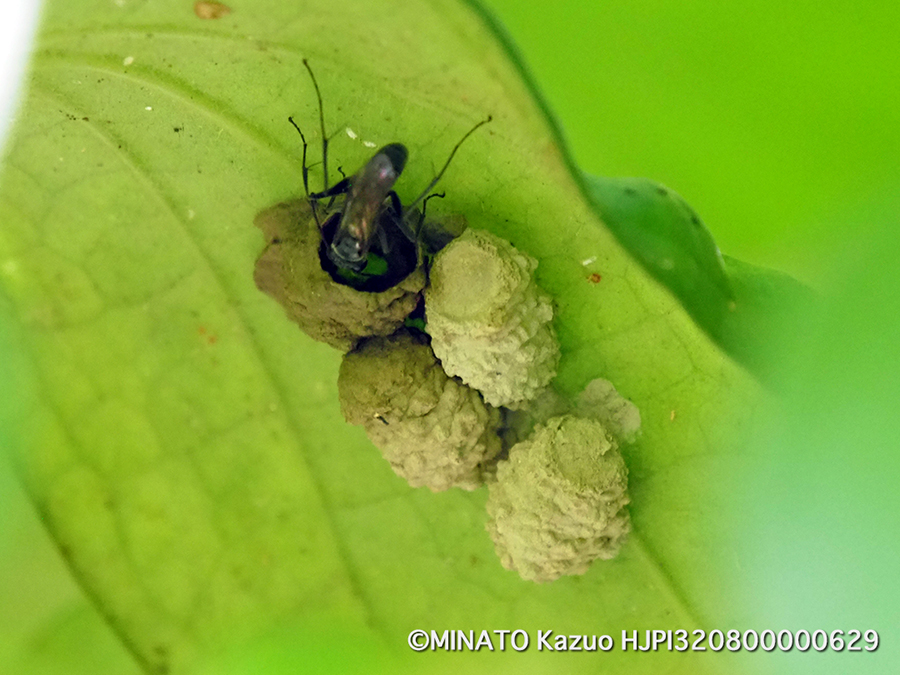 ドロバチの一種？