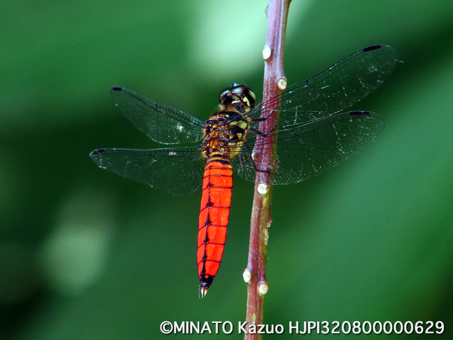 オオハラビロトンボ雄