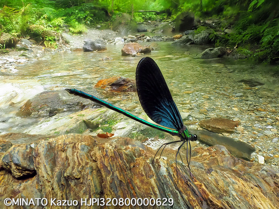 リュウキュウハグロトンボ雄（深度合成）