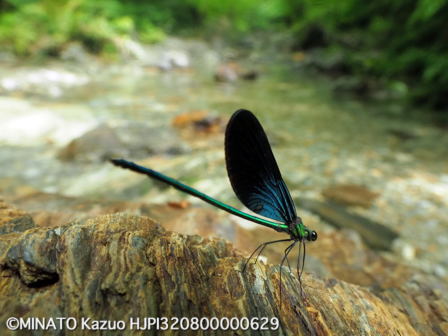リュウキュウハグロトンボ雄