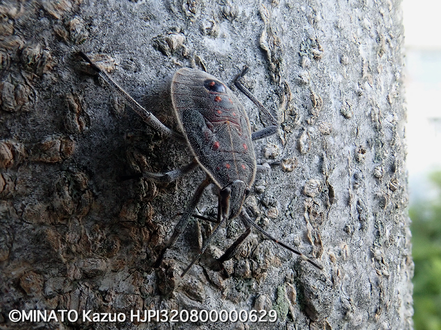 マダラカメムシ幼虫