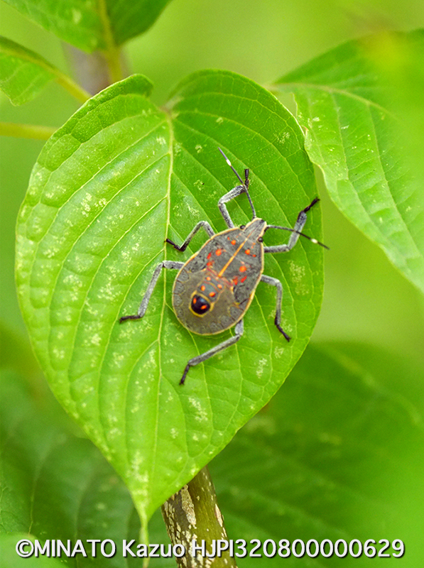 マダラカメムシ幼虫