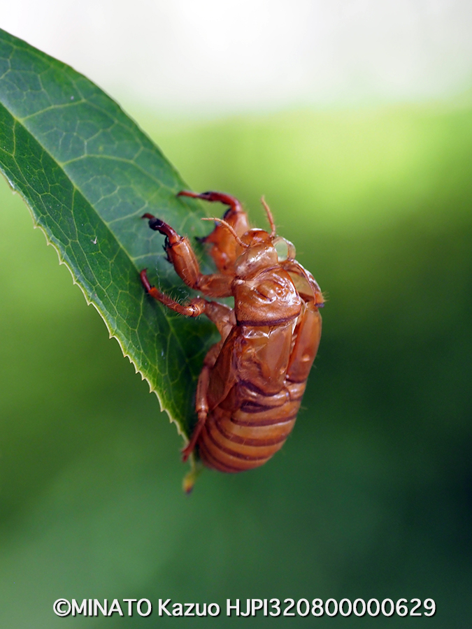 アブラゼミ羽化殻