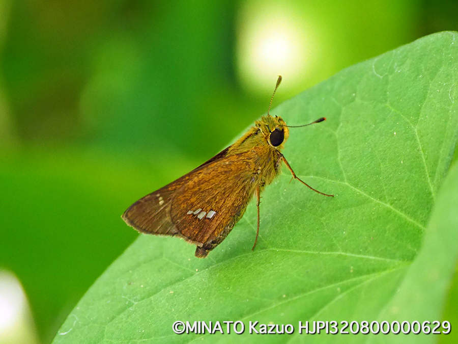 イチモンジセセリ