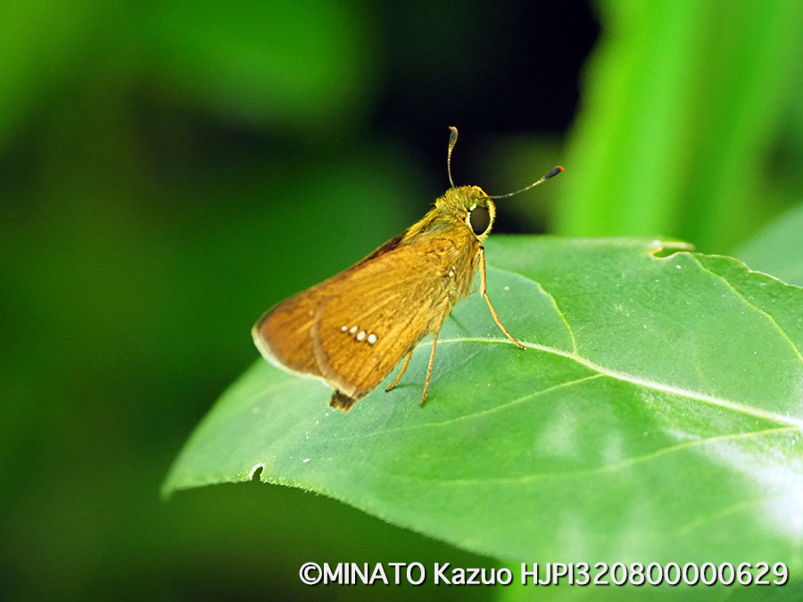 イチモンジセセリ