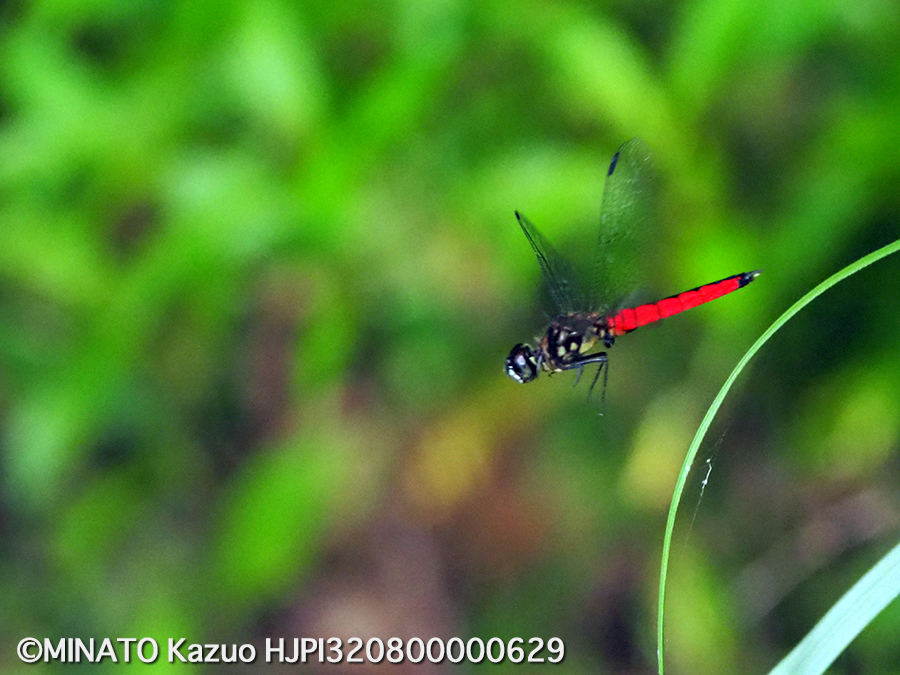 オオハラビロトンボ雄