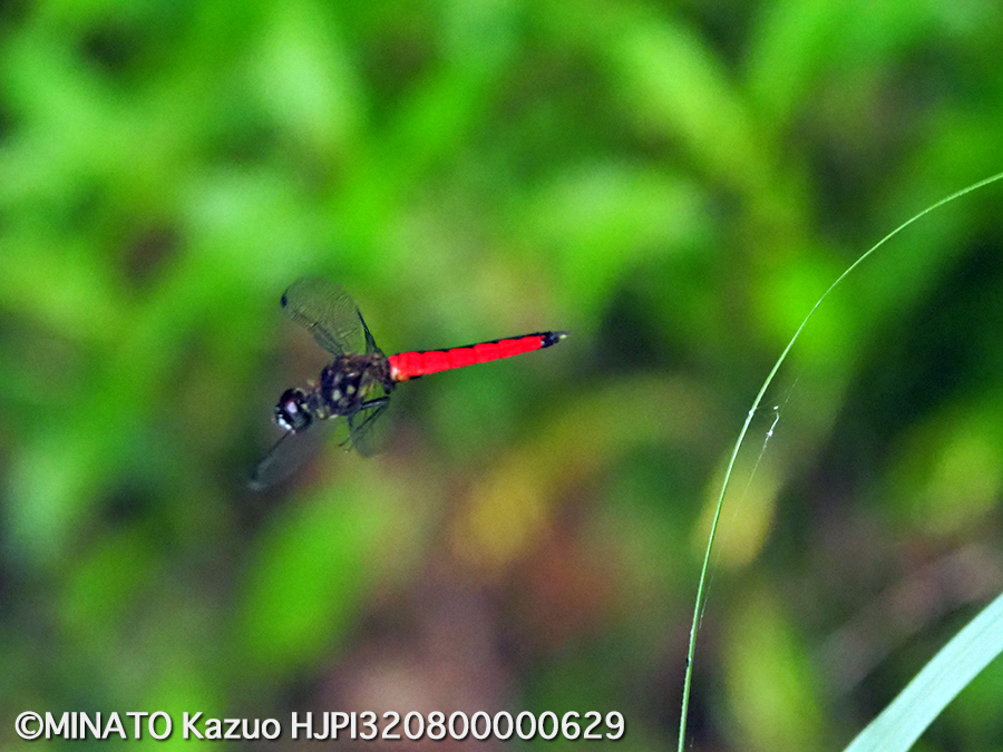 オオハラビロトンボ雄