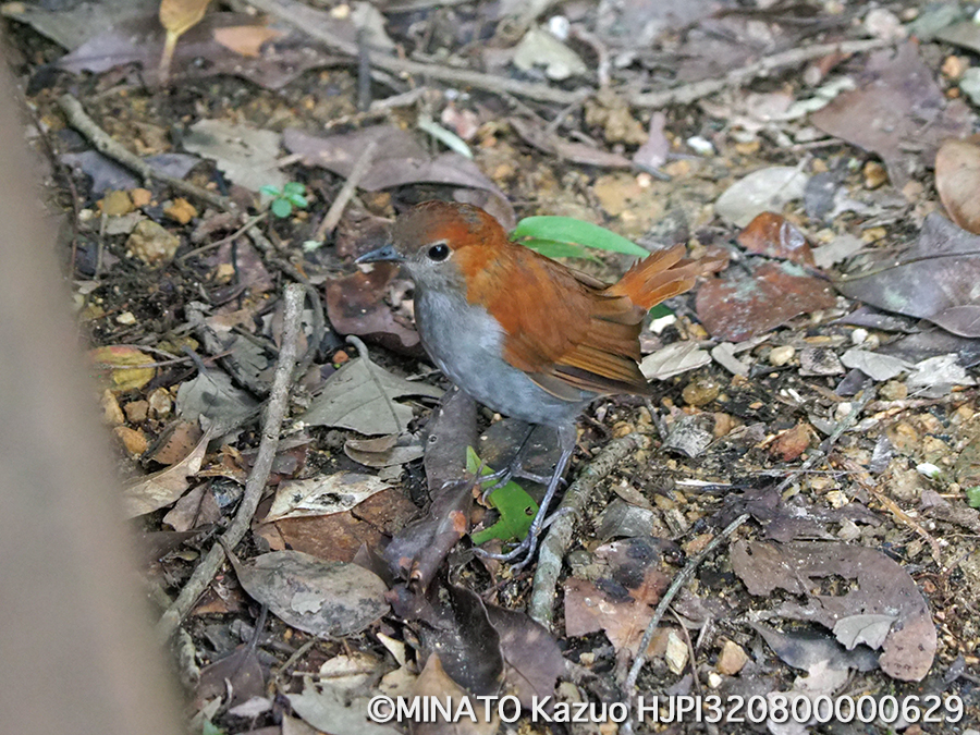 ホントウアカヒゲ雌