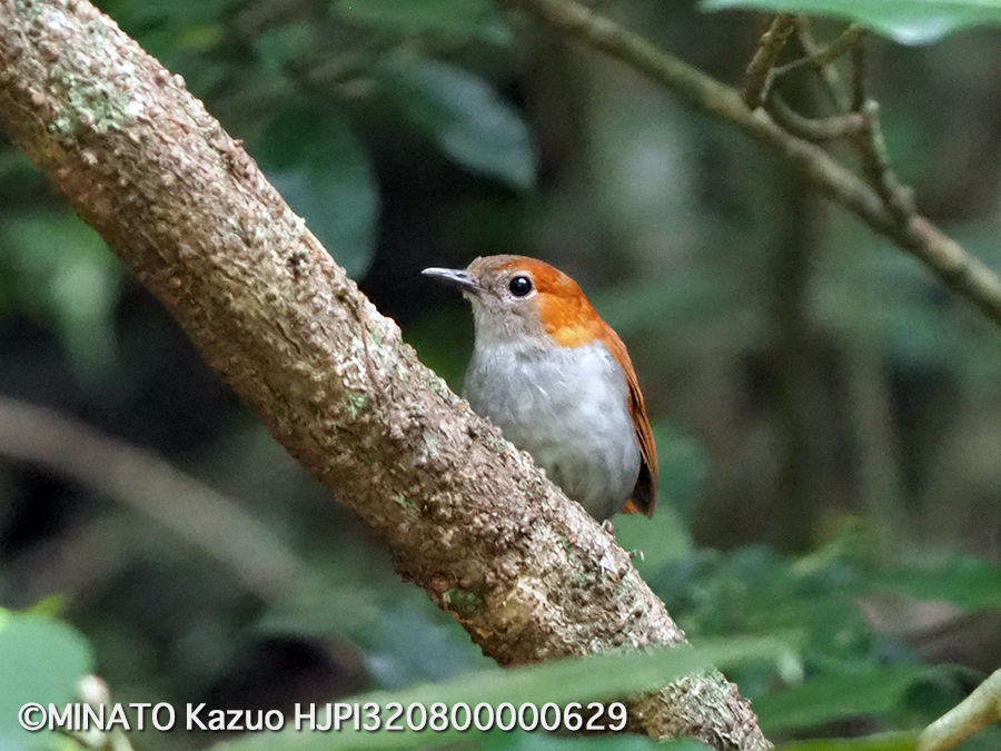 ホントウアカヒゲ雌