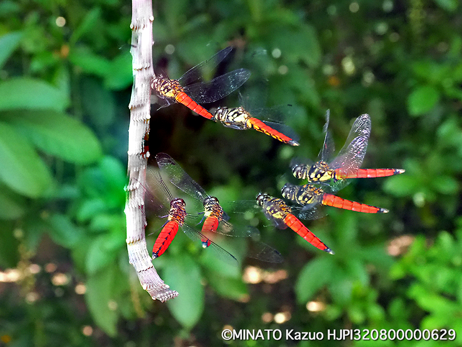 オオハラビロトンボ雄(7枚合成)