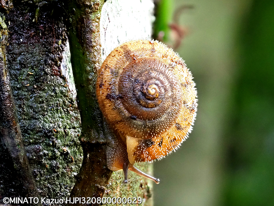 イトマンケマイマイ