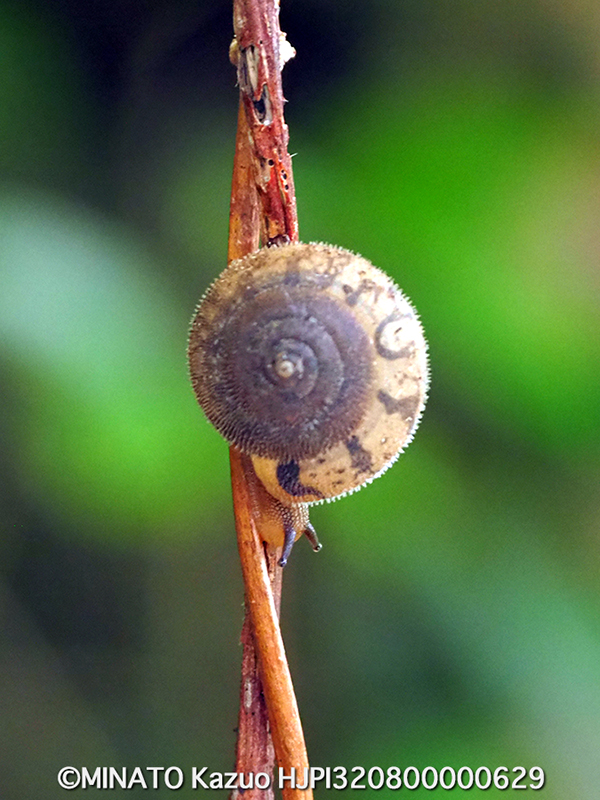 イトマンケマイマイ