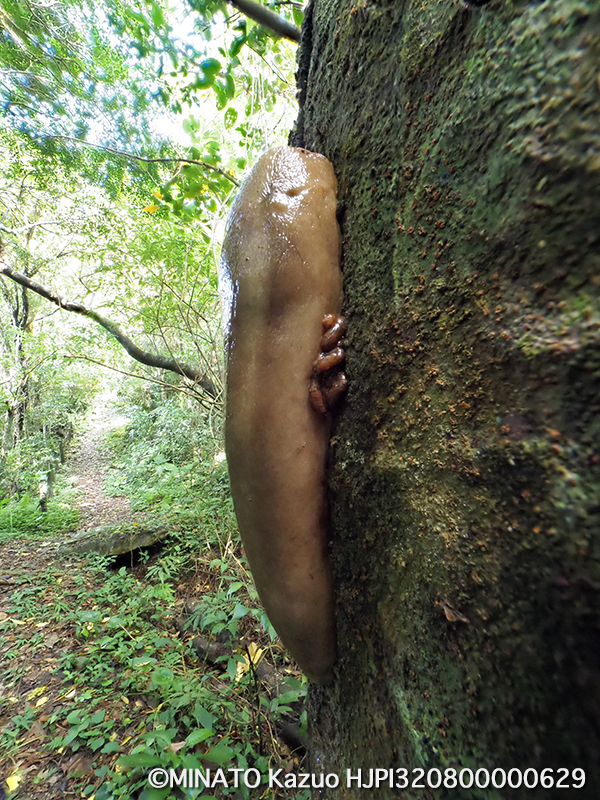 ヤンバルヤマナメクジ