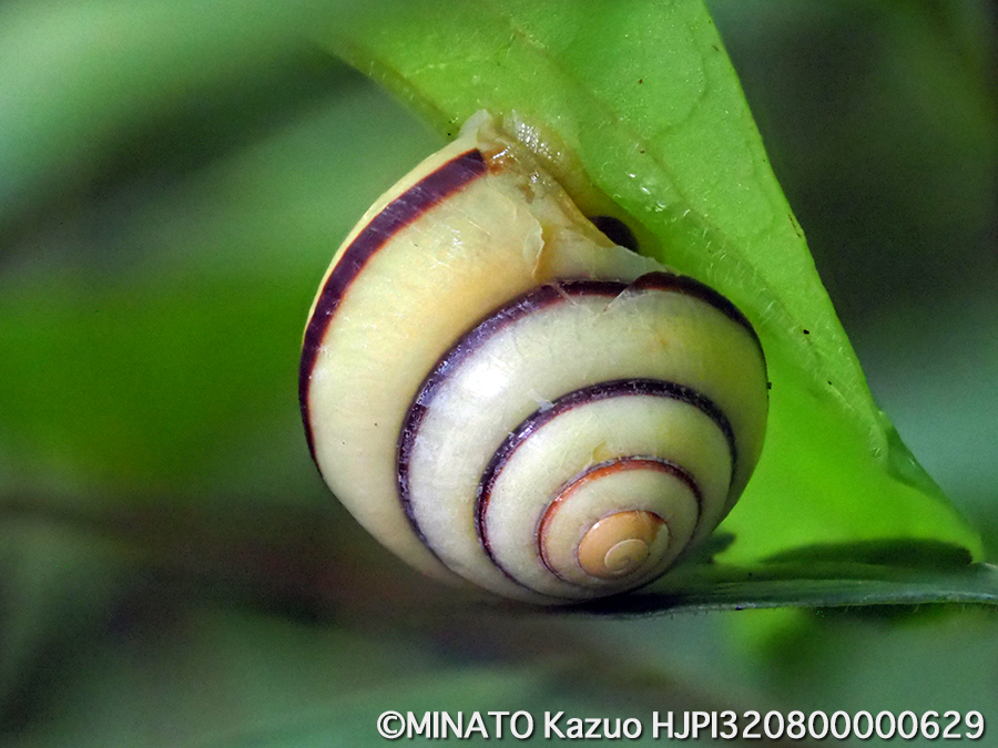 オキナワキヤマタカマイマイ