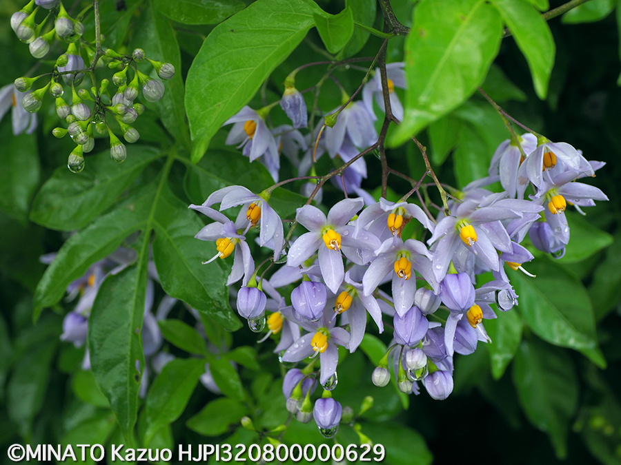 フサナリツルナスビ